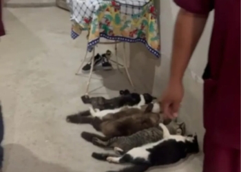 Esquema para venda de sangue de gatos choca cidade no Interior de São Paulo