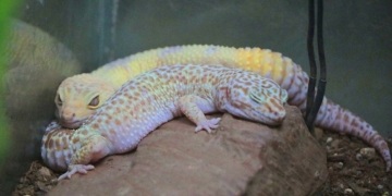 Bosque dos Jequitibás tem programação gratuita de educação ambiental neste final de semana