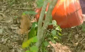 Filhote de onça é capturado e solto em área de mata em Jaguariúna; veja vídeo