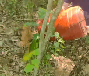 Filhote de onça é capturado e solto em área de mata em Jaguariúna; veja vídeo