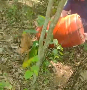 Filhote de onça é capturado e solto em área de mata em Jaguariúna; veja vídeo