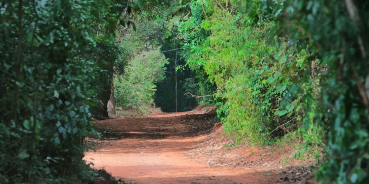 Caminhada na Mata Santa Genebra nesta sexta-feira celebra Novembro Azul
