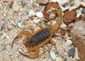 SP alerta para o aumento de casos de acidentes por escorpiões