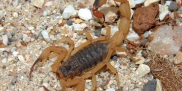 SP alerta para o aumento de casos de acidentes por escorpiões