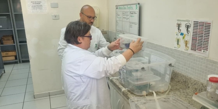 Troca de vidas: Jaguariúna destina escorpiões ao Butantan e garante antídoto na região