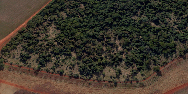 Viracopos conclui compensação ambiental com o plantio de 4 mil árvores