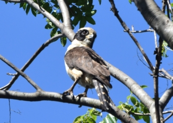Novo registro amplia para 249 o total de espécies de aves observadas na Mata Santa Genebra
