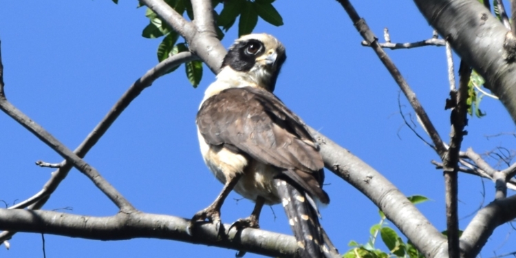 Novo registro amplia para 249 o total de espécies de aves observadas na Mata Santa Genebra