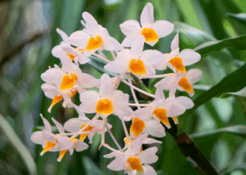 Campinas recebe 26ª Exposição Nacional de Orquídeas a partir da próxima sexta