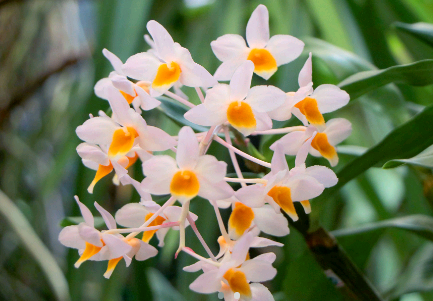 Campinas recebe 26ª Exposição Nacional de Orquídeas a partir da próxima sexta