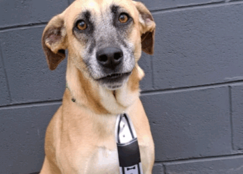 Shopping Unimart recebe Feira de Adoção Animal neste sábado