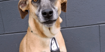 Shopping Unimart recebe Feira de Adoção Animal neste sábado