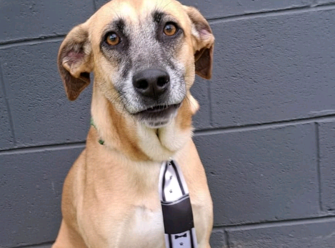 Shopping Unimart recebe Feira de Adoção Animal neste sábado