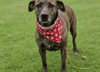 Centro de Convivência recebe no domingo Feira de Adoção de Animais