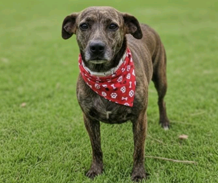 Centro de Convivência recebe no domingo Feira de Adoção de Animais