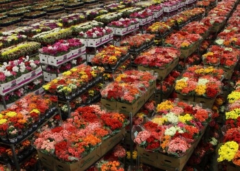 Qual o significado das flores no Dia de Finados? pesquisador explica