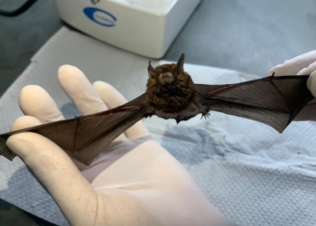 Valinhos confirma dois casos positivos de raiva em morcego