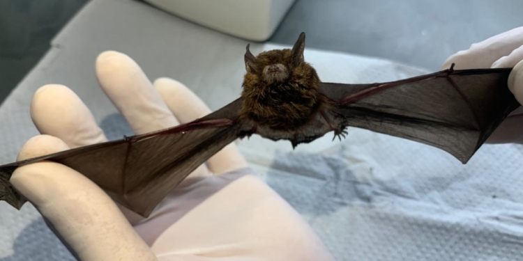 Valinhos confirma dois casos positivos de raiva em morcego
