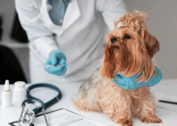 Verão chegando: aumentam os casos de pulgas, carrapatos e leishmaniose