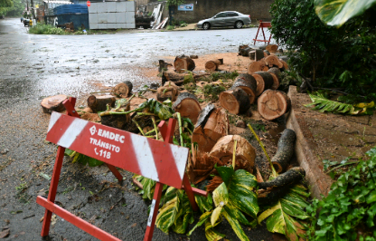 Equipes trabalham no recolhimento de árvores em Campinas nesta segunda-feira