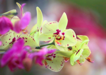 Bosque dos Jequitibás recebe mostra de orquídeas e plantas ornamentais
