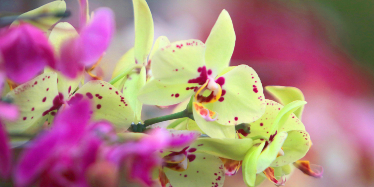 Bosque dos Jequitibás recebe mostra de orquídeas e plantas ornamentais