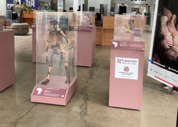 Lucy chega a Campinas: Museu Catavento apresenta exposições sobre evolução humana na Unicamp