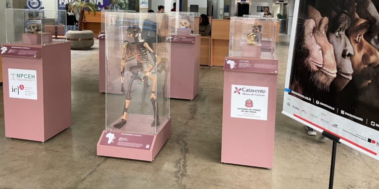 Lucy chega a Campinas: Museu Catavento apresenta exposições sobre evolução humana na Unicamp