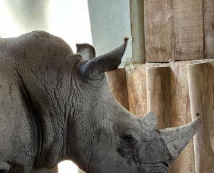 Rinoceronte-branco, a nova atração do zoo de Itatiba, chega do Chile por meio de Viracopos
