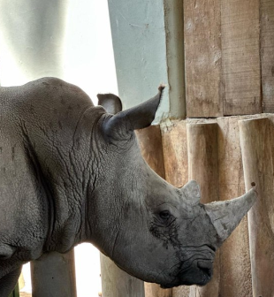 Rinoceronte-branco, a nova atração do zoo de Itatiba, chega do Chile por meio de Viracopos