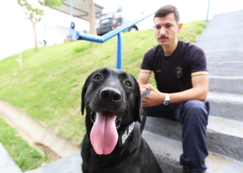 Black, o “recruta” canino da Guarda Municipal, se destaca em treinamentos