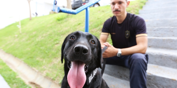 Black, o “recruta” canino da Guarda Municipal, se destaca em treinamentos