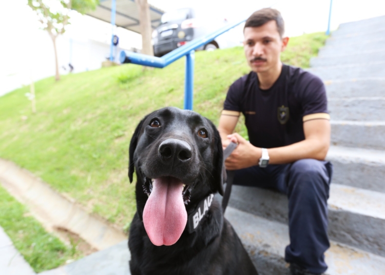 Black, o “recruta” canino da Guarda Municipal, se destaca em treinamentos