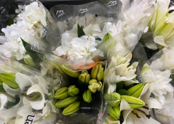 Celebrações de final de ano ampliam vendas de flores e plantas ornamentais