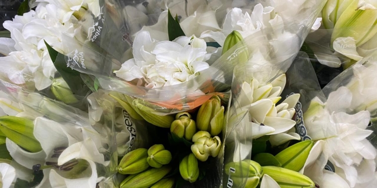 Celebrações de final de ano ampliam vendas de flores e plantas ornamentais