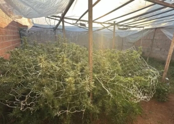 Vigilância por drone flagra homem com plantação de 73 pés de maconha