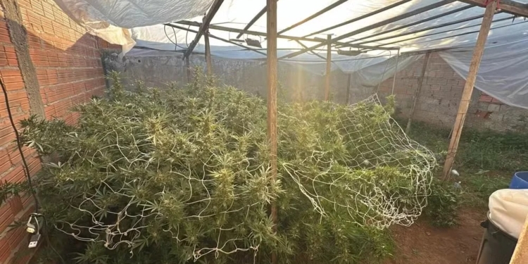 Vigilância por drone flagra homem com plantação de 73 pés de maconha