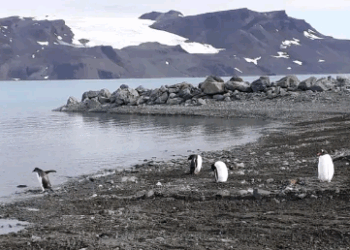 Mapeamento inédito revela extensão de área livre de gelo na Antártica