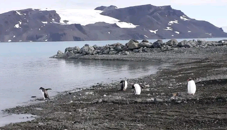 Mapeamento inédito revela extensão de área livre de gelo na Antártica