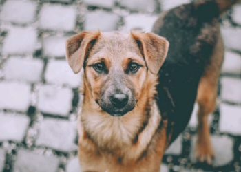 Um apelo ao controle da Raiva – por Carmino de Souza