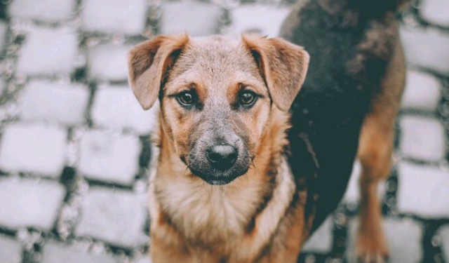 Um apelo ao controle da Raiva – por Carmino de Souza