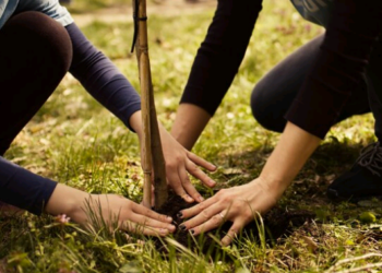 As responsabilidades e os propósitos da vida – por Luis Norberto Pascoal