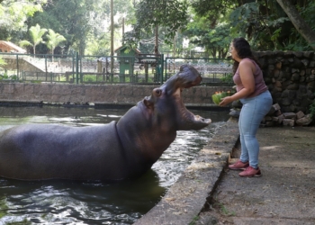 Frutas geladas e sorvetes especiais ajudam animais do Bosque a se refrescar