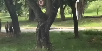 Após repercussão de vídeo, PM reforça patrulhamento em avenida de Campinas alvo de assaltos com simulação