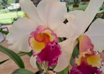 Vinhedo recebe Festival de Orquídeas e Plantas Ornamentais neste final de semana