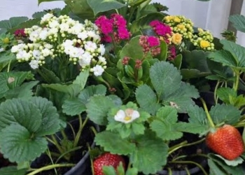 Conheça o laboratório que impulsiona a fruticultura paulista