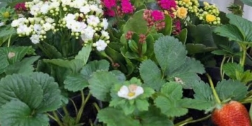 Conheça o laboratório que impulsiona a fruticultura paulista