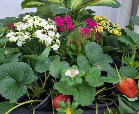 Conheça o laboratório que impulsiona a fruticultura paulista