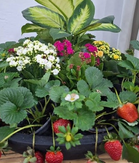 Conheça o laboratório que impulsiona a fruticultura paulista