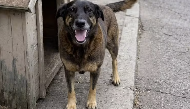 Artigo: Orelha: a violência que não pode ser normalizada – por Marlete Plauth